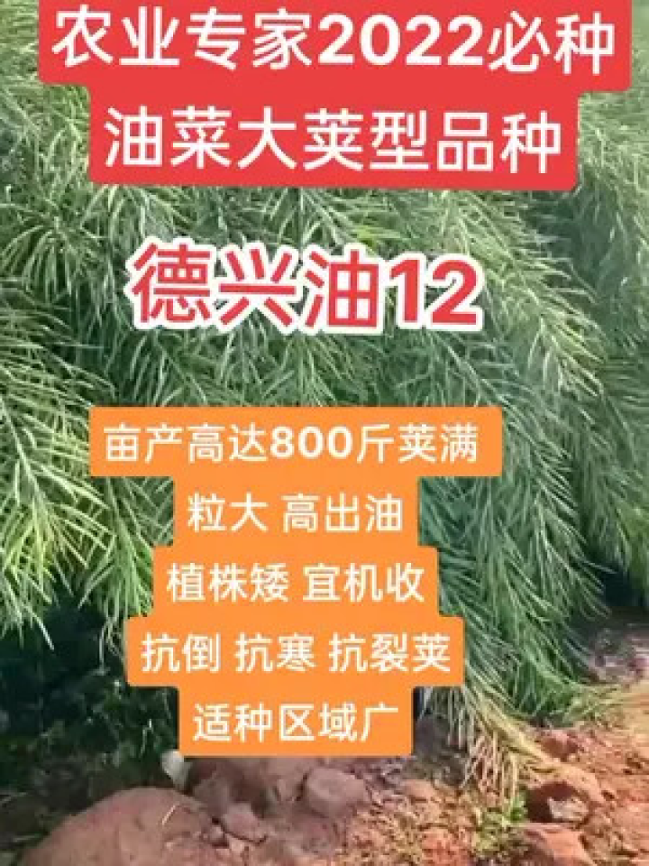 槟榔育苗新技术，探索槟榔苗是否使用育苗袋的视频