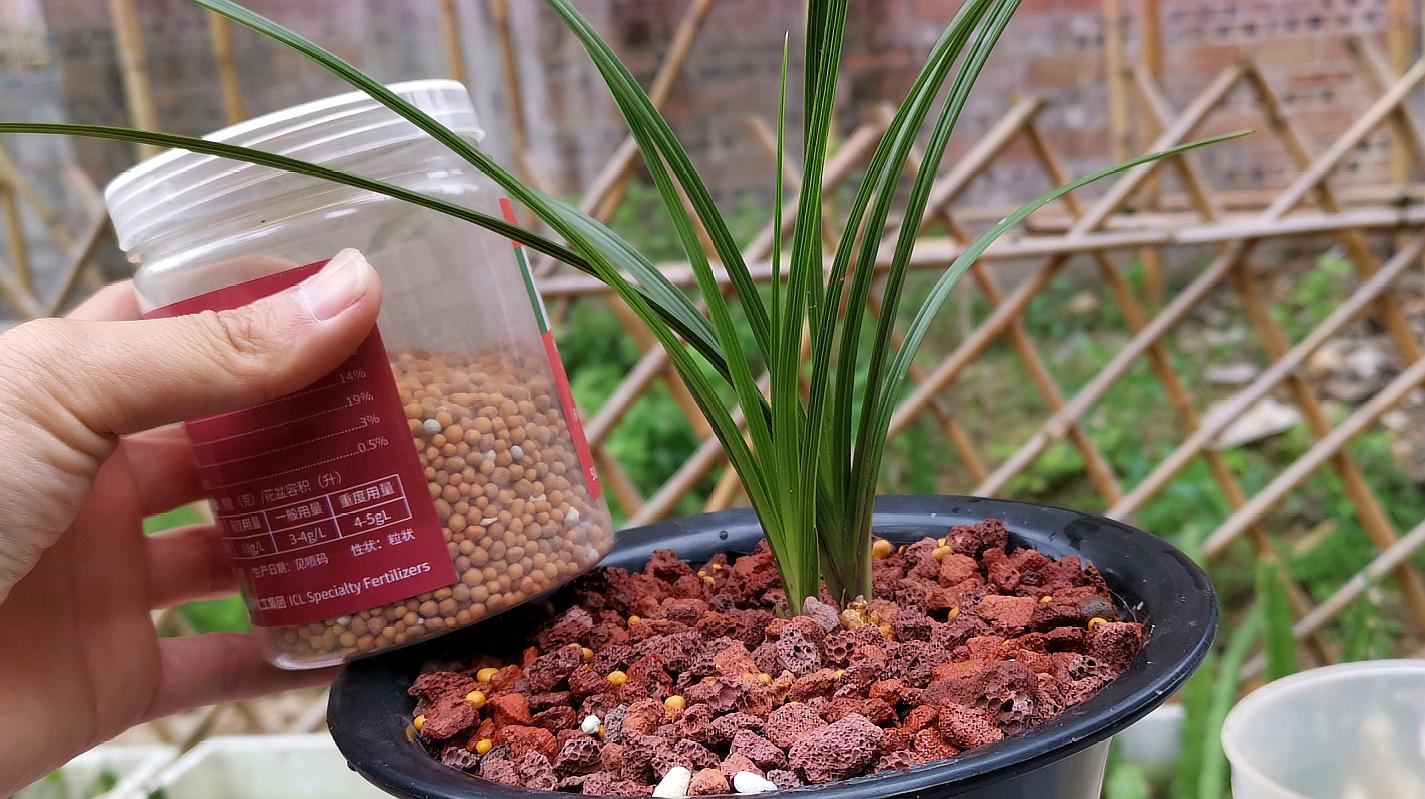 兰花种植宝典，育苗袋种兰花的实践指南