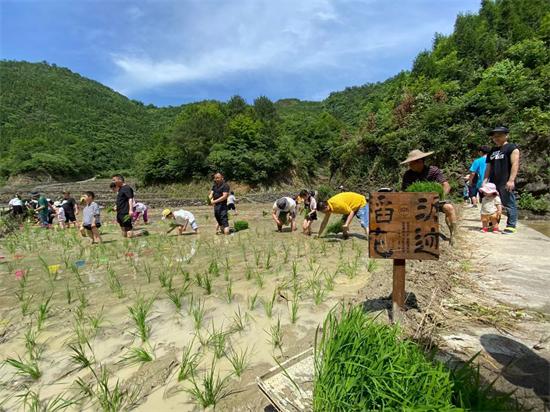 透明袋育苗法，高效实用的农业种植技术揭秘