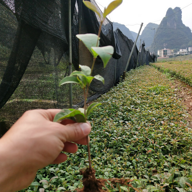 桂花树育苗中育苗袋的应用与移除策略探讨