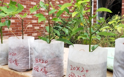 营养袋育苗种植技术，高效便捷的种植方法概述