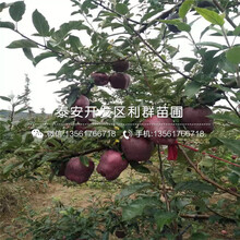 乌榄育苗袋种植技术详解，探究直接种植可行性