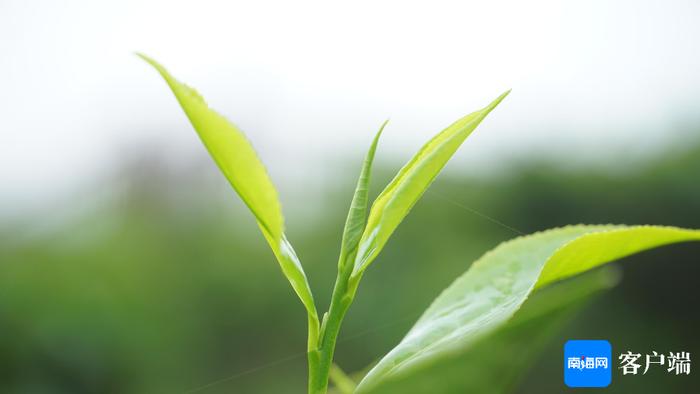 大叶茶种育苗袋图片大全，揭开茶叶产业新篇章的奥秘