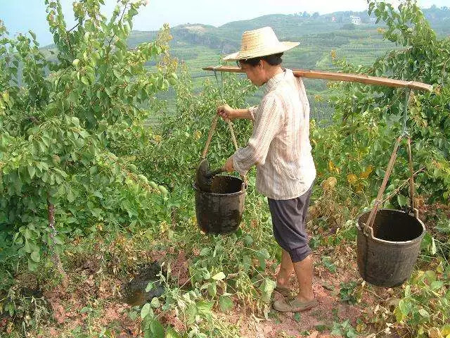 果树育苗营养袋的制作及应用技术