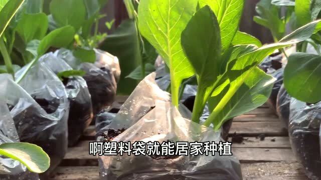 育苗小塑料袋使用图解指南