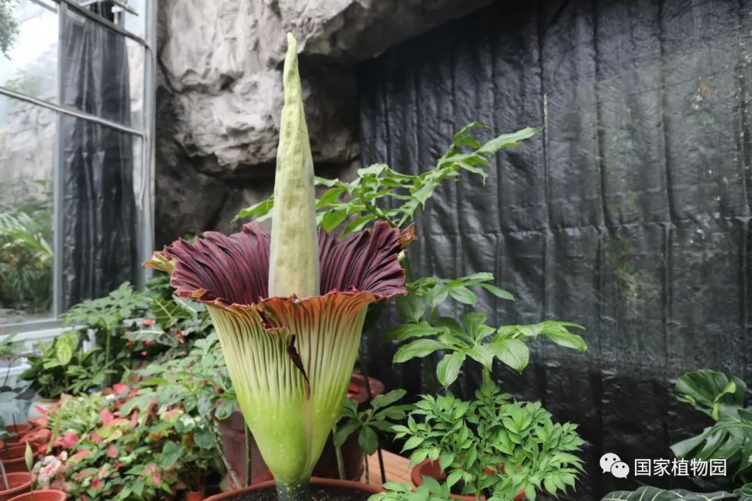 花魔芋种子育苗技巧详解，从种子选择到培育管理全攻略