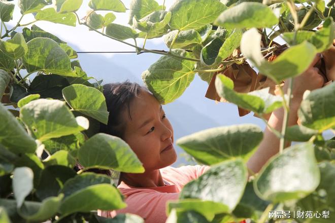 育苗套袋去除时机、技术细节及操作指南