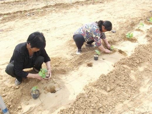 育苗袋种植技术，袋子撕不撕？