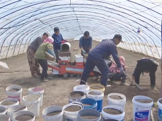 食用菌袋废渣配制育苗土的研究与应用实践