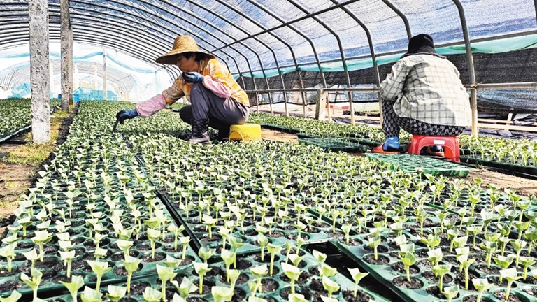 大育苗袋种菜新体验，探索高效种植技术视频分享