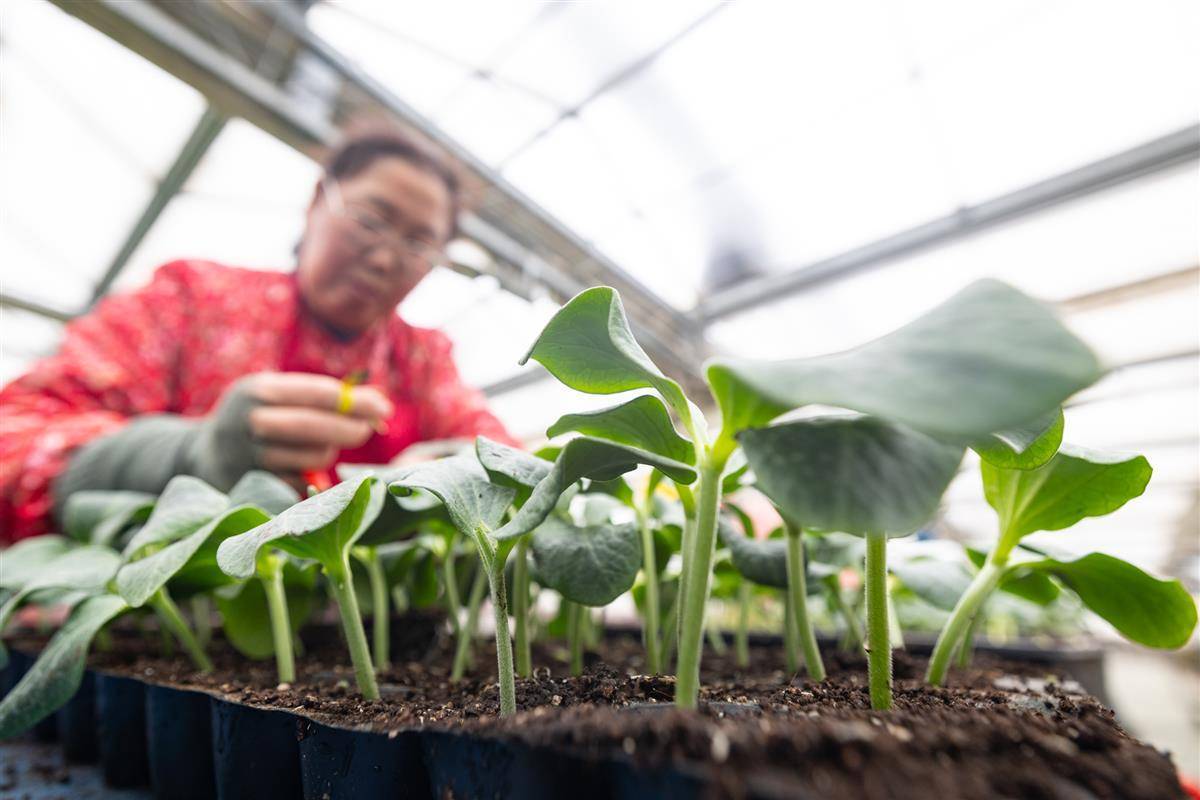 一次性瓜果育苗袋，革新农业种植技术的绿色先锋之选