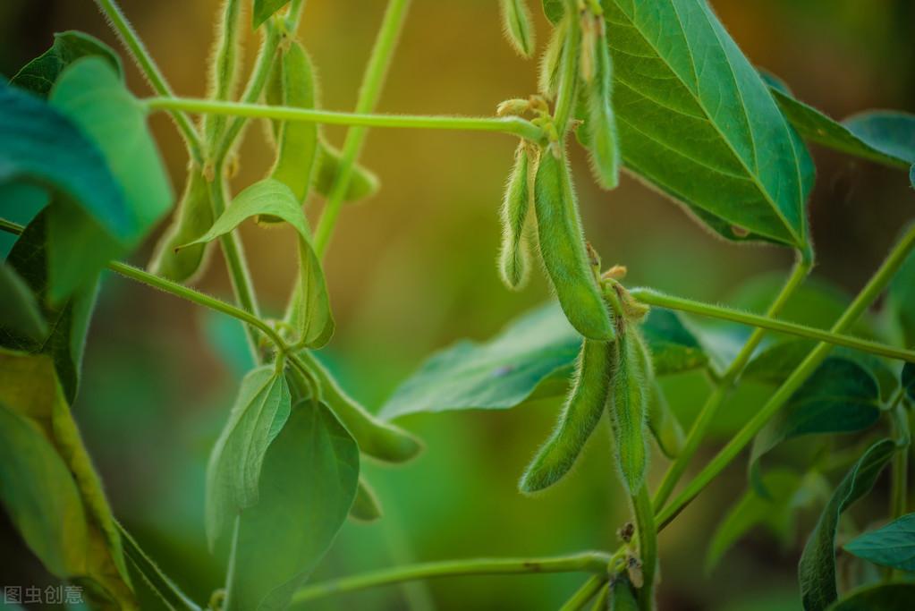 育苗袋种植毛豆的可行性研究