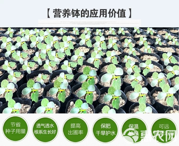 营养杯育苗袋8x8，农业种植创新之选