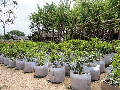 上海河南美植育苗袋价格及市场分析概述