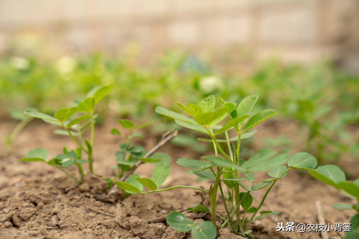 育苗袋种植花生苗的详细教程视频