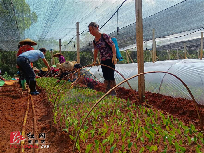 大容器袋育苗造林技术深度研究