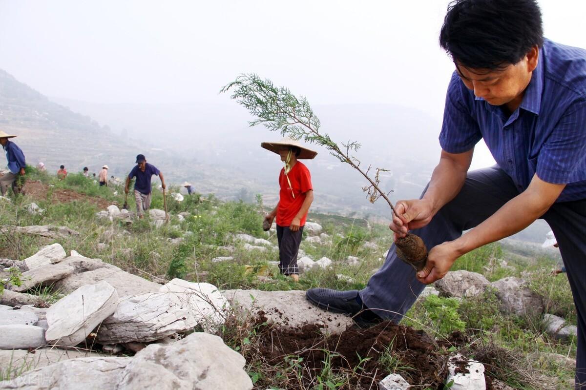 竹子育苗袋制作，环保实用的种植技术