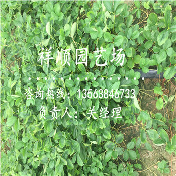 小苗育苗袋，生态种植技术的核心工具