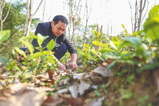 大叶种茶育苗袋图片集，探索大叶茶种植技术与育苗世界