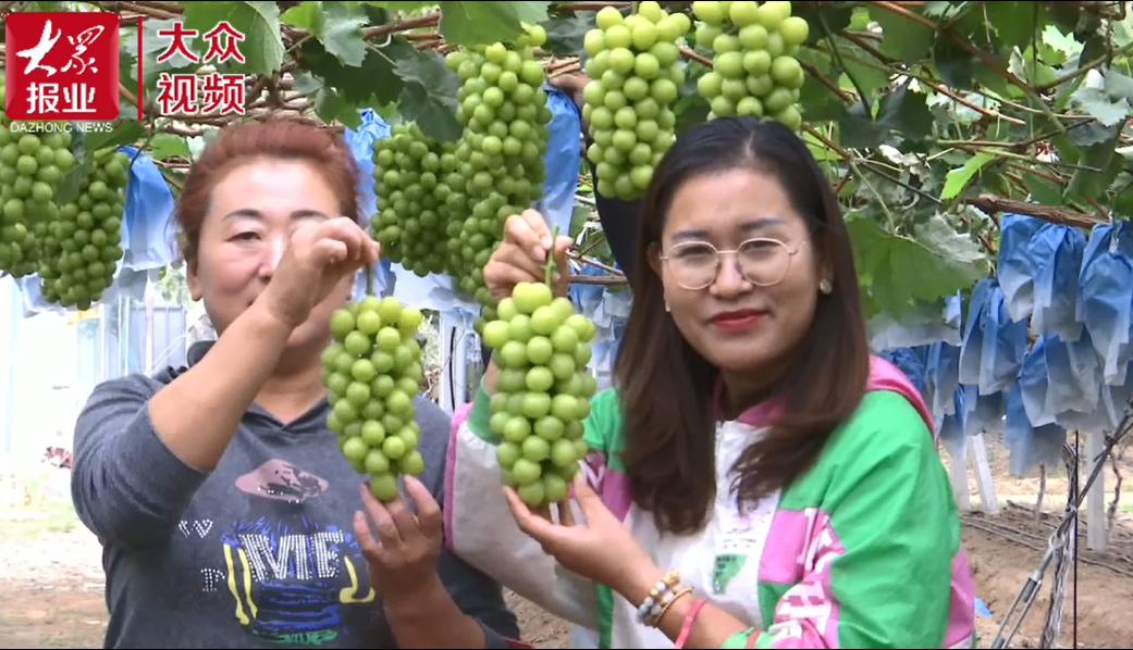 育苗袋种植火龙果的优缺点深度解析与实用视频教程