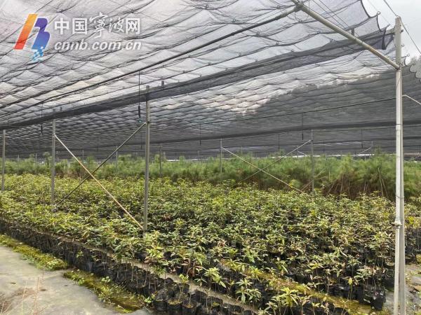 大容器袋育苗技术示意图片及其实际应用解析