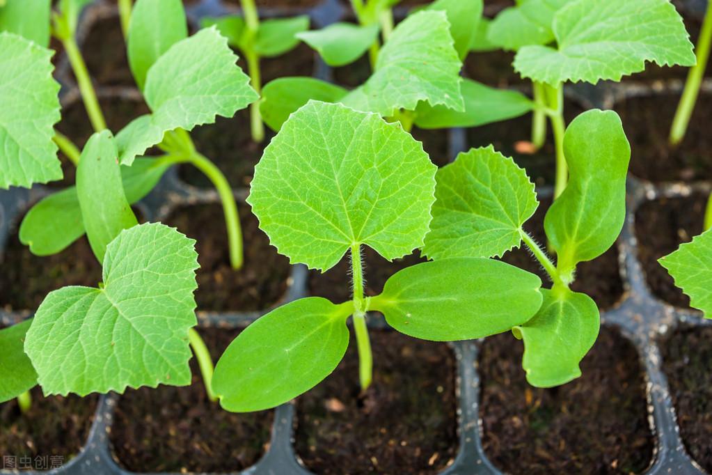 一次性花盆育苗袋方型，现代园艺育苗新选择