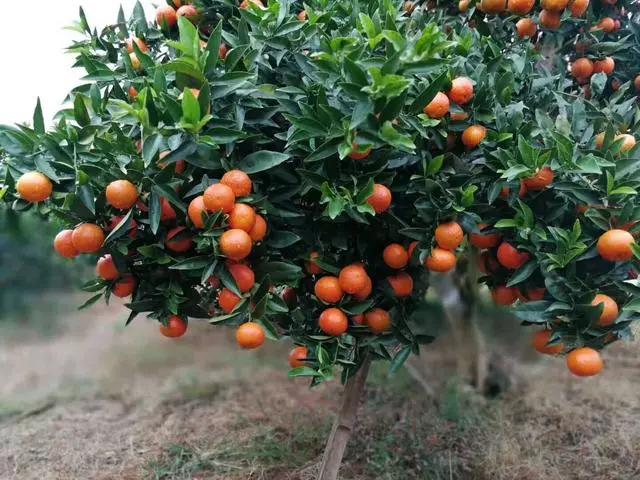 沃柑苗育苗袋图片集，沃柑种植初探