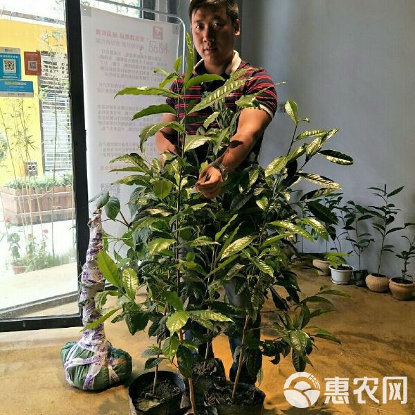 勐库大叶茶种育苗袋价格分析与研究