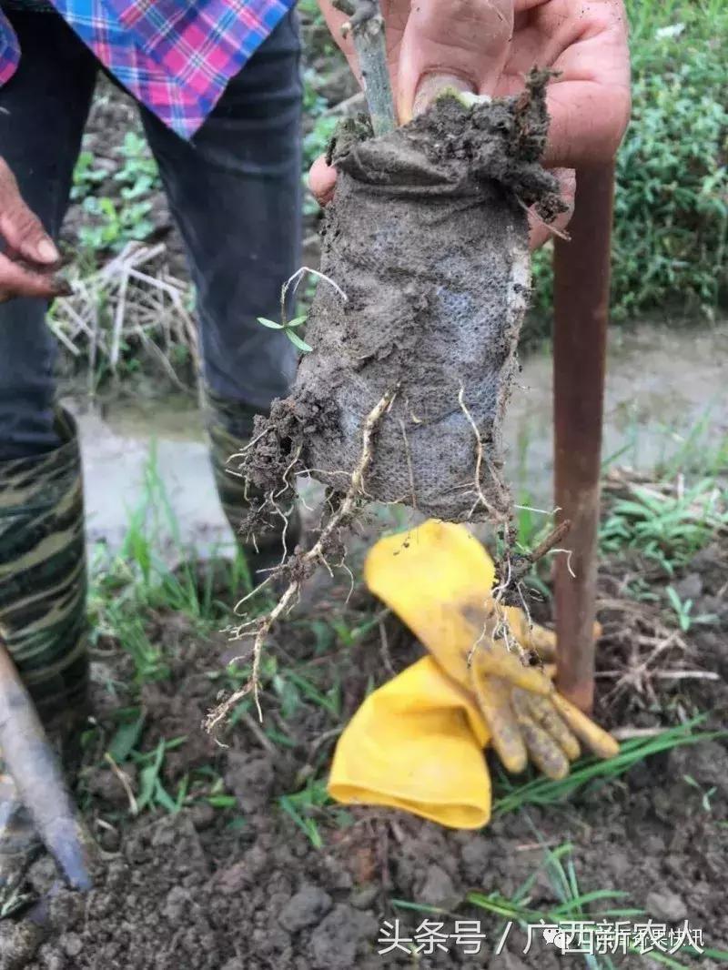 育苗袋无纺布价格深度探究