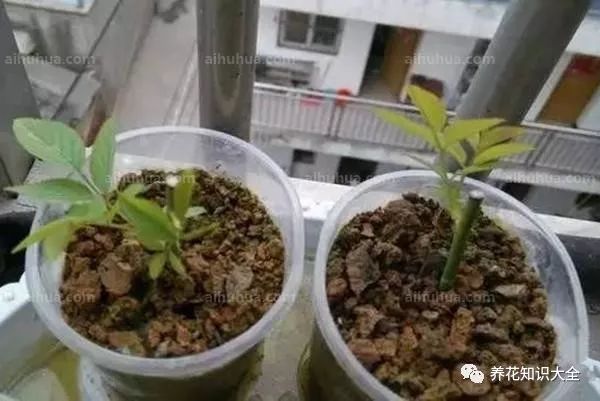 育苗袋自制指南，打造美观实用育苗环境攻略