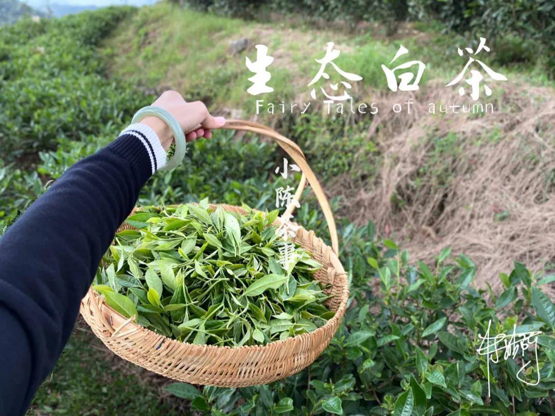 大叶种茶育苗袋制作工艺详解