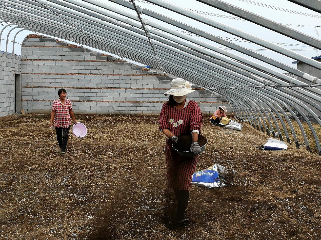 草莓苗一次性育苗袋技术，高效、便捷与可持续的种植解决方案