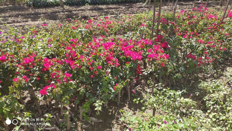 三角梅育苗袋种植技术详解