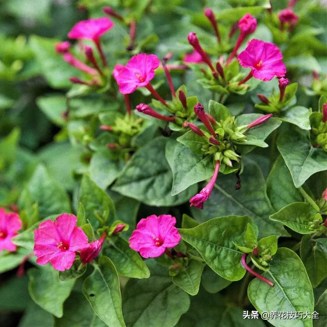 茉莉花盆栽与绿叶生活的便捷之选，带叶子黑色育苗袋发货