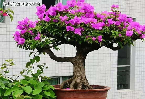 三角梅换盆与育苗袋的必经之路，花卉生长的关键步骤